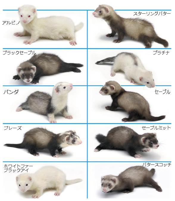 FerretColor_Chart_７