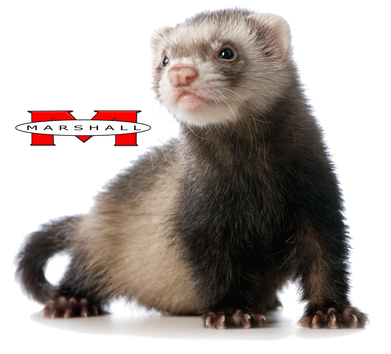 BVJ ferret